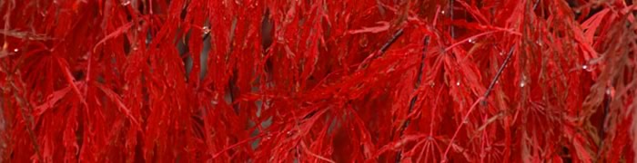 maple.jpg - 33,08 kB
