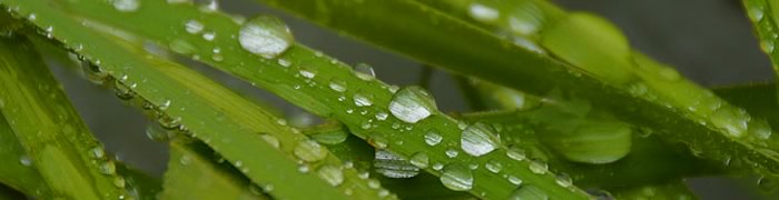 raindrops.jpg - 23,13 kB